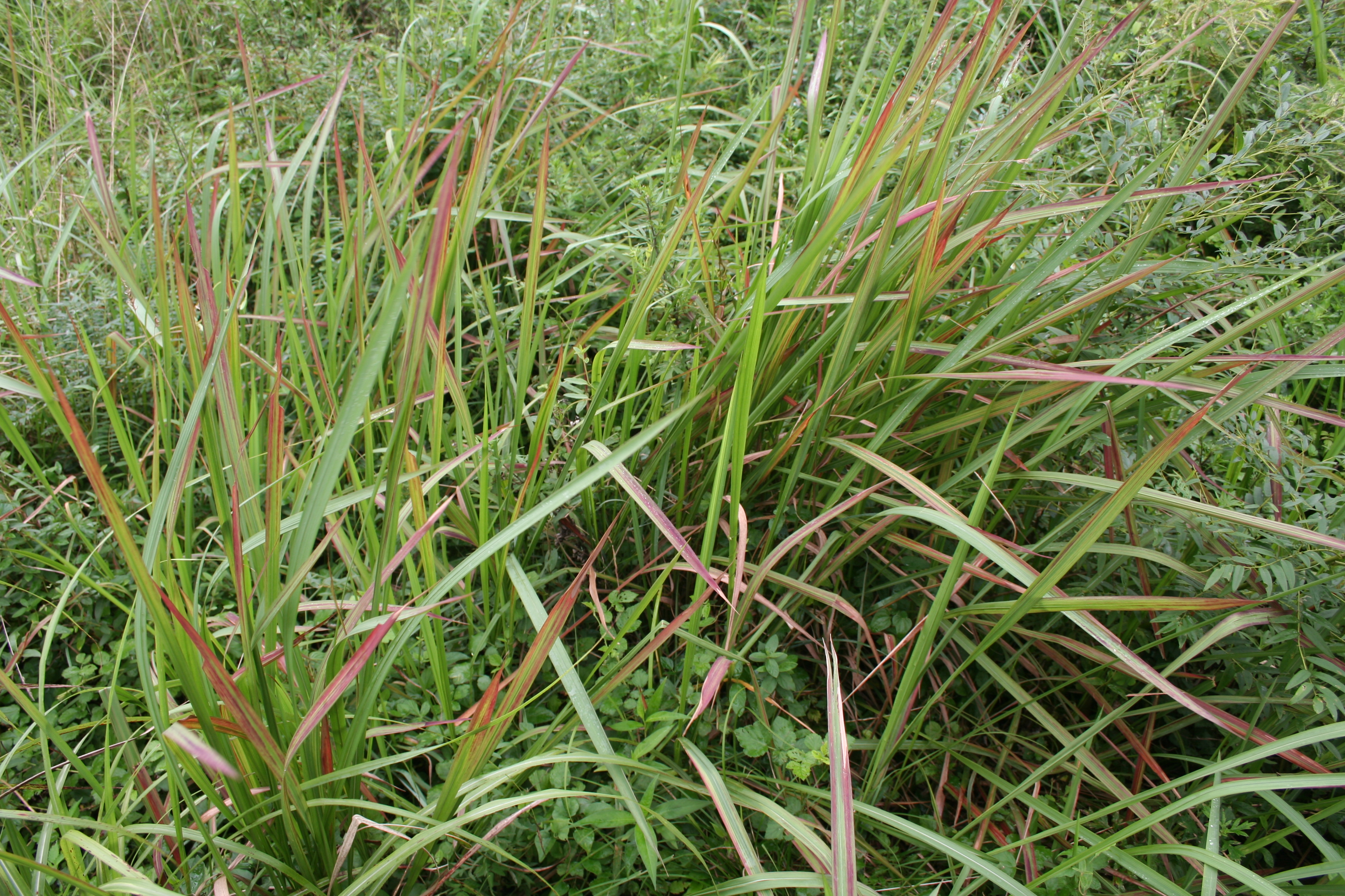 Imperata cylindrica var. koenigii